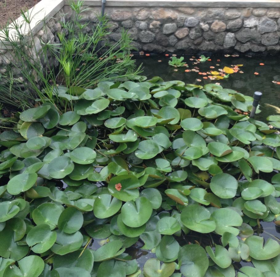 Garden Roomz Oman มัสกัต ภายนอก รูปภาพ