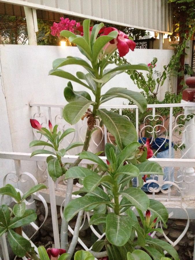 Garden Roomz Oman มัสกัต ภายนอก รูปภาพ