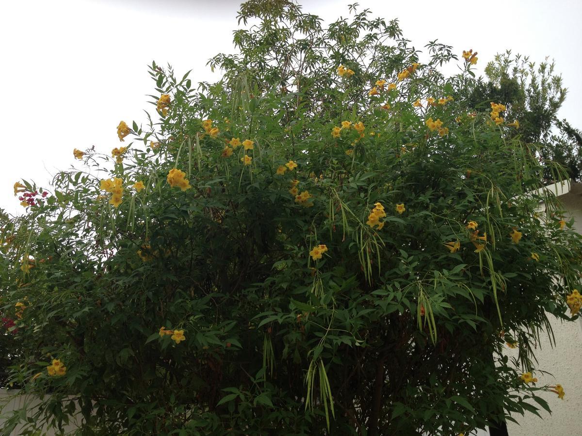Garden Roomz Oman มัสกัต ภายนอก รูปภาพ